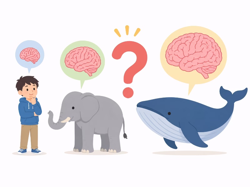 人間・ゾウ・クジラのうちどれの脳が一番大きいかを考えるクイズ風イラスト