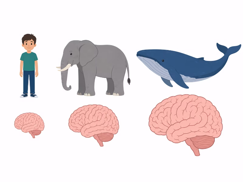 人間とゾウとクジラの脳の大きさを比較した図解イラスト