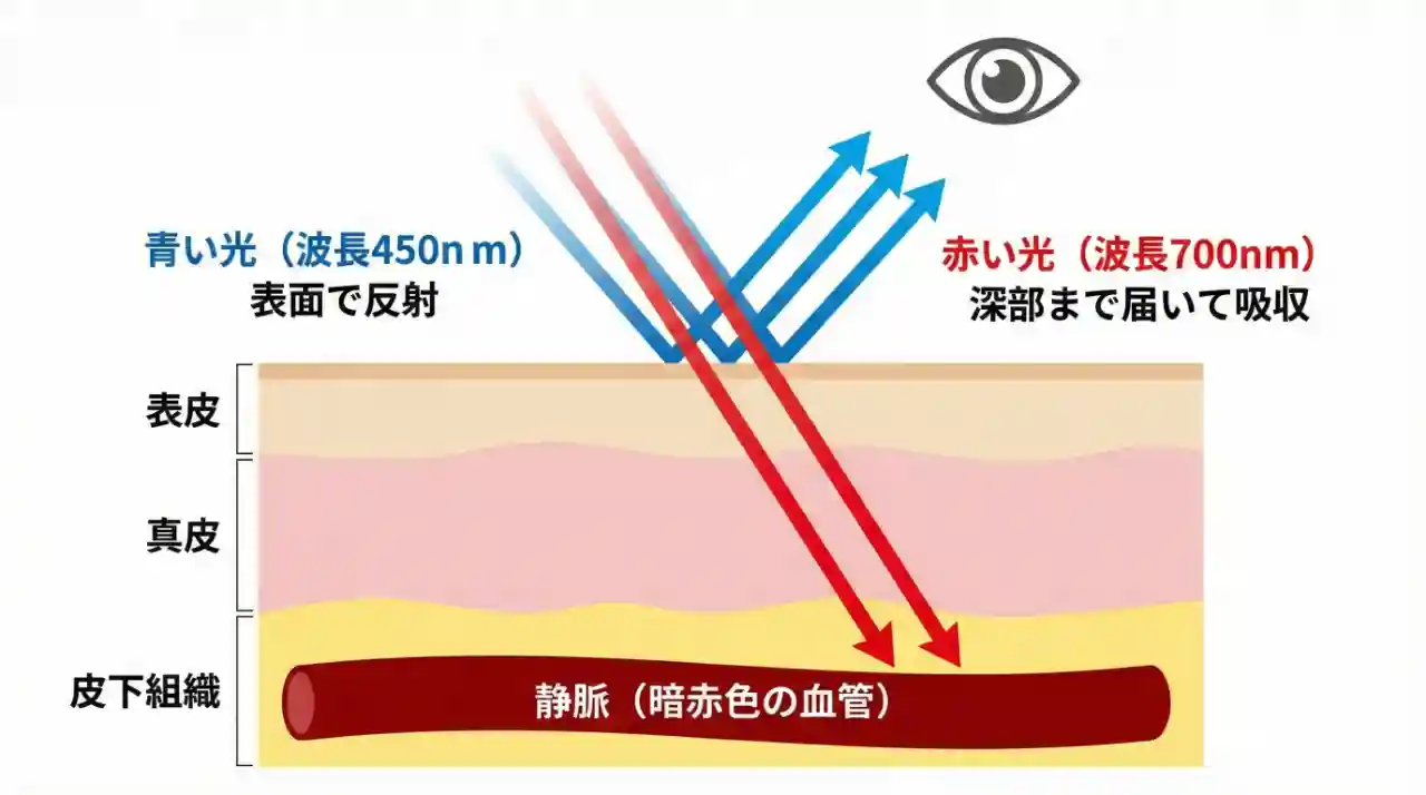 皮膚断面図と手の静脈を示したイラスト：赤い光が皮膚深部に吸収され、青い光が表面で散乱して目に届く仕組みを図解