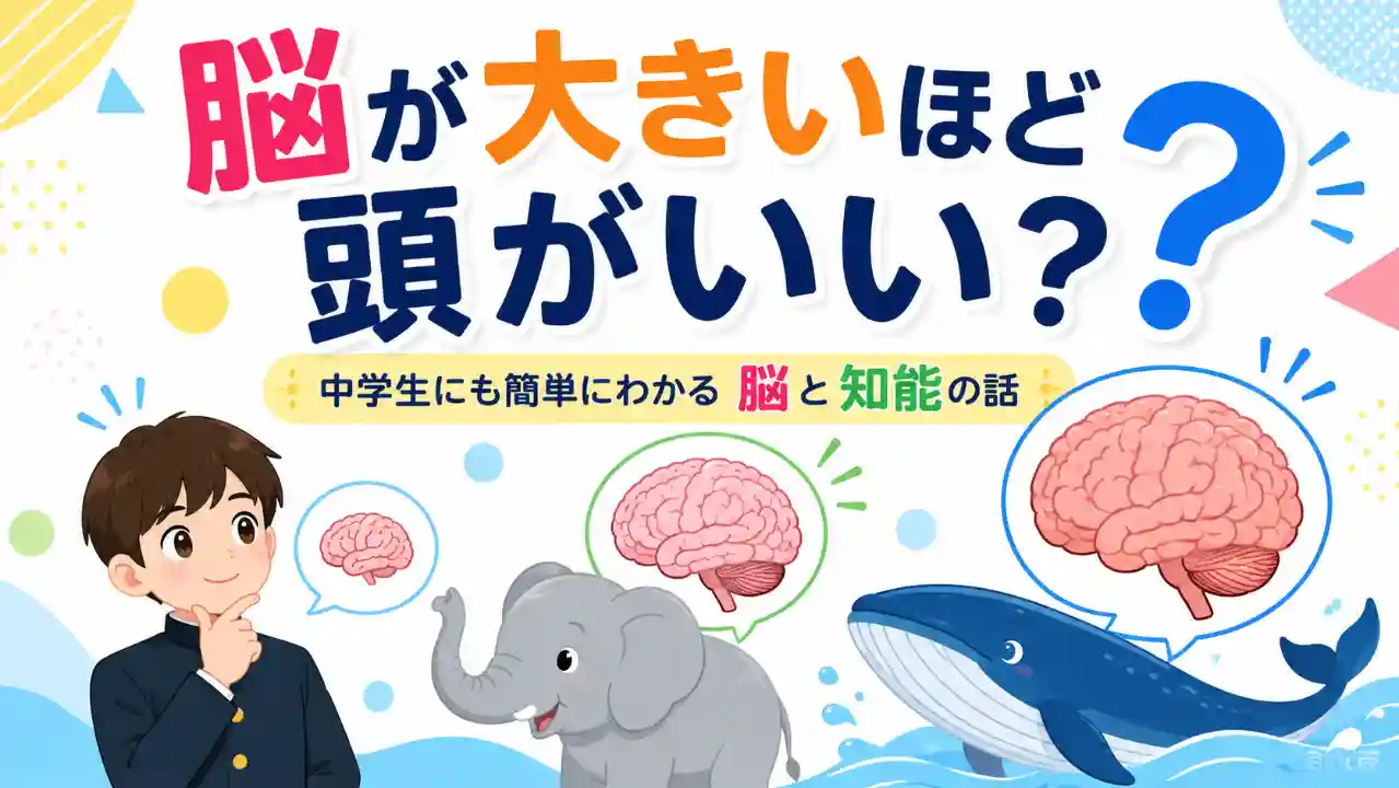 脳が大きいほど頭がいいのかを中学生にも簡単に解説するアイキャッチ画像